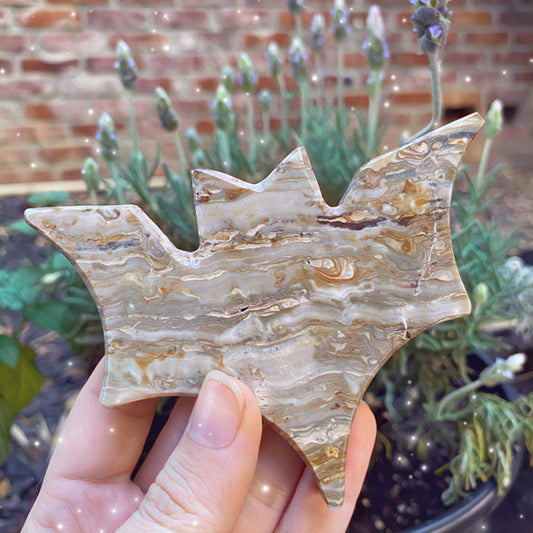 Mexican Onyx Bat
