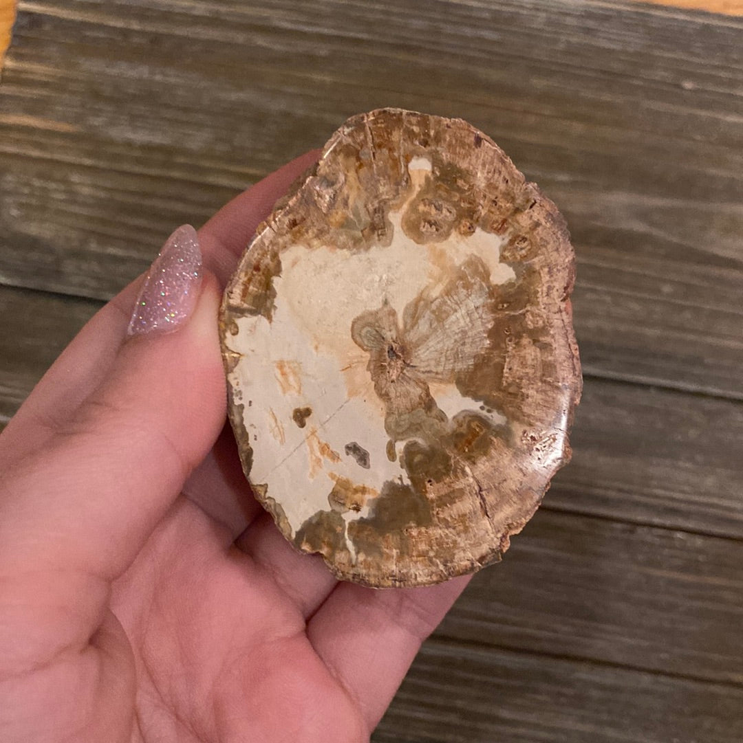 Petrified Wood