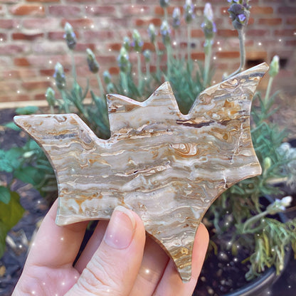 Mexican Onyx Bat