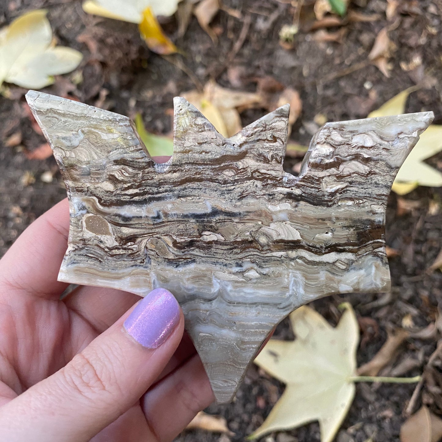 Mexican Onyx Bat