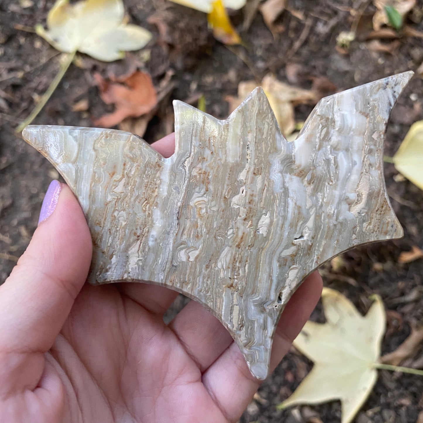 Mexican Onyx Bat