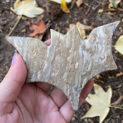 Mexican Onyx Bat