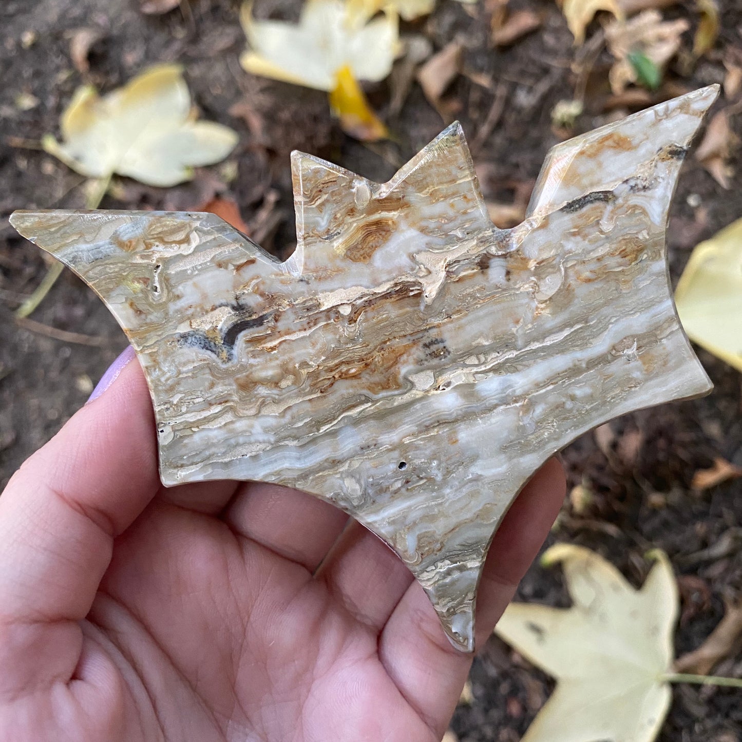 Mexican Onyx Bat